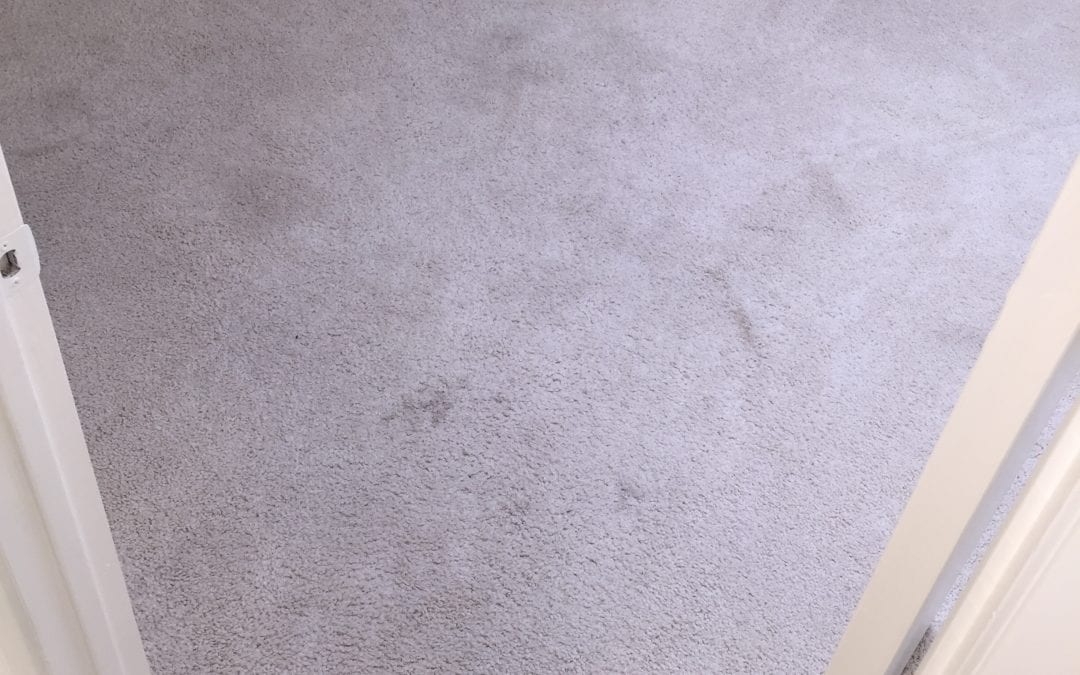 Peoria, AZ: Experts in Carpet Cleaning