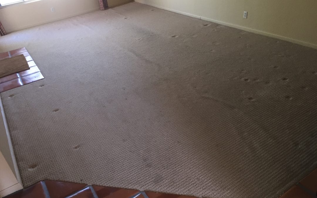 Fountain Hills, AZ: Professional Carpet Stretching
