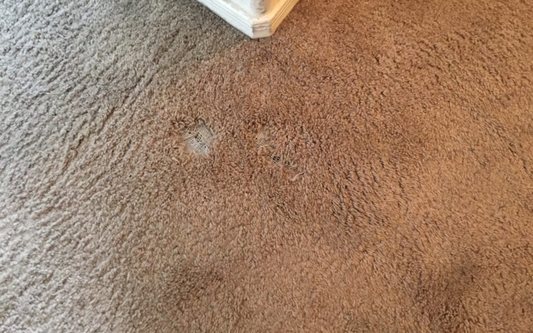 Pet Damage: Carpet Repair in Glendale, AZ