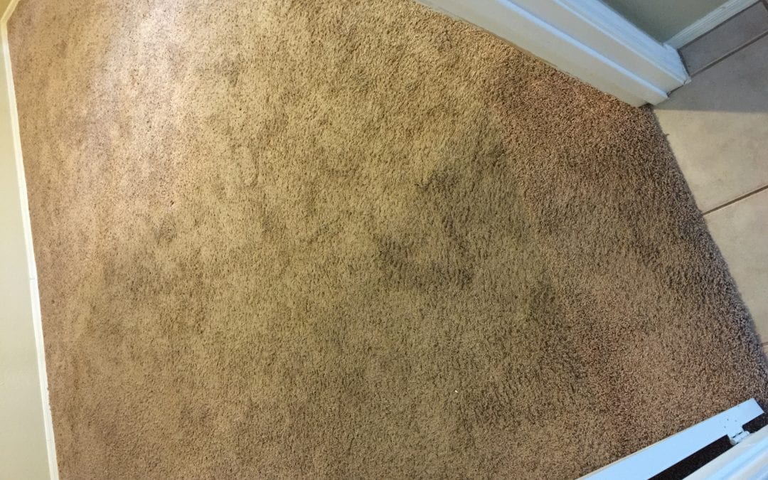 Carpet Cleaning in the East Valley