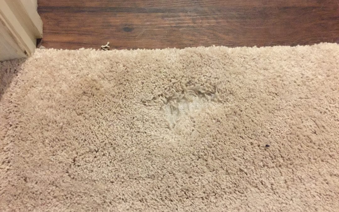 Pet Damage: Carpet Repair in Phoenix, AZ