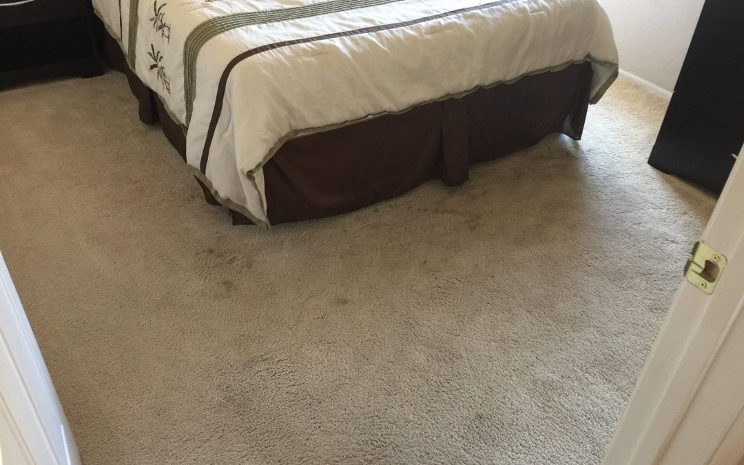 New River, AZ: Carpet Cleaning