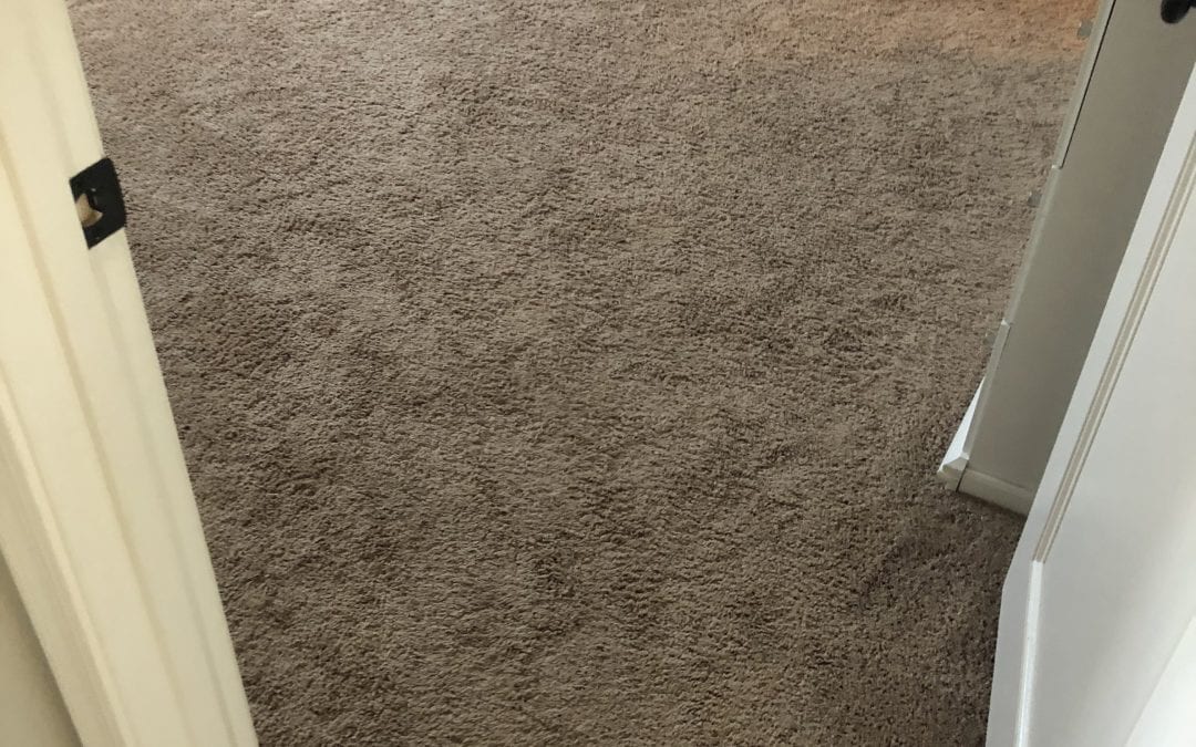 Mesa, AZ: Carpet Cleaning