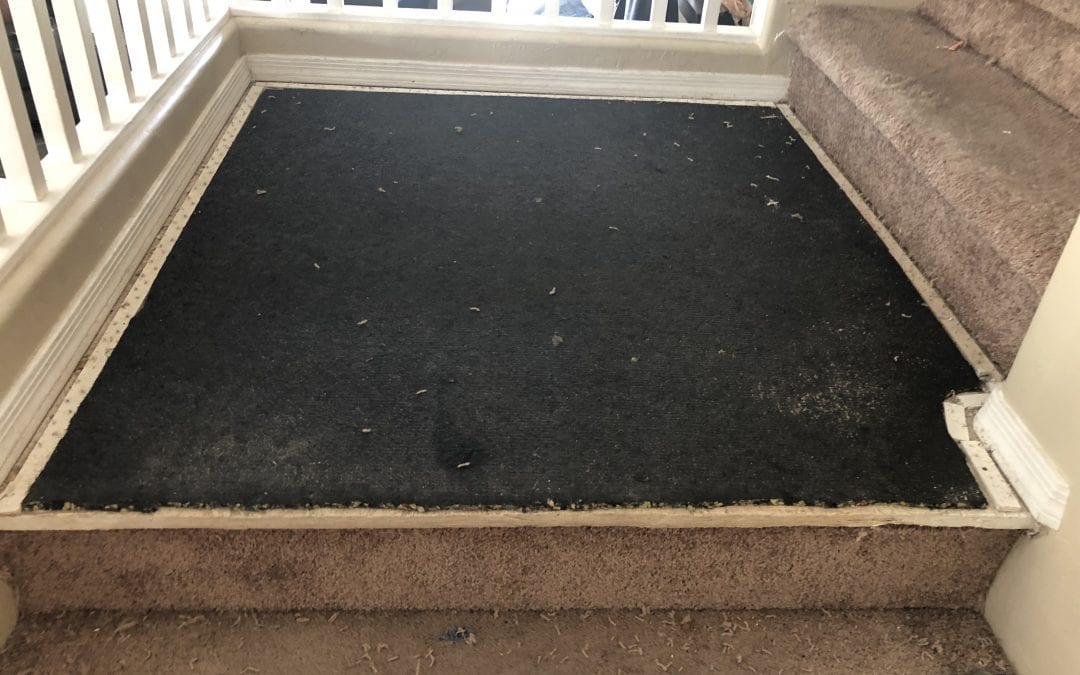 Peoria, AZ: Carpet Repair