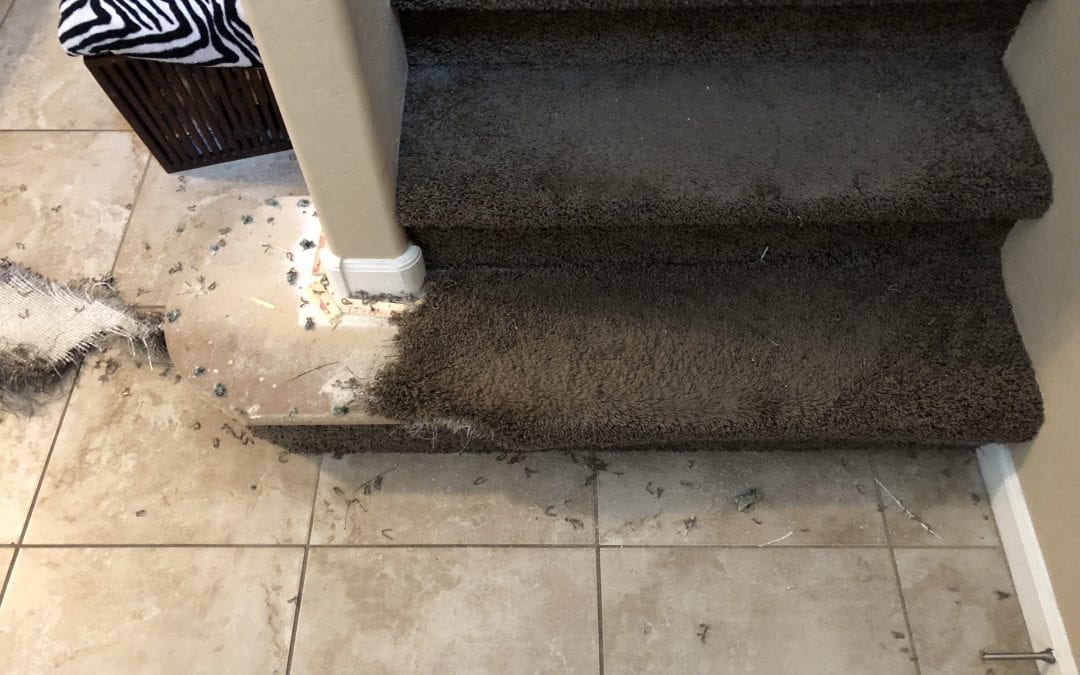 Gilbert, AZ: Carpet Repair