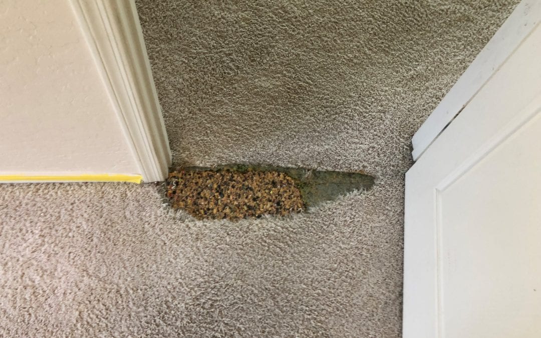 Mesa, AZ: Carpet Repair